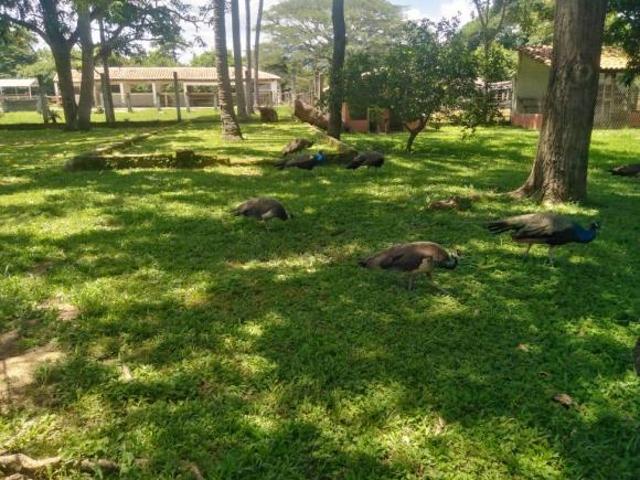 En Venta Rancho Agrícola y Ganadero de 62 htas en Villaflores, Chiapas