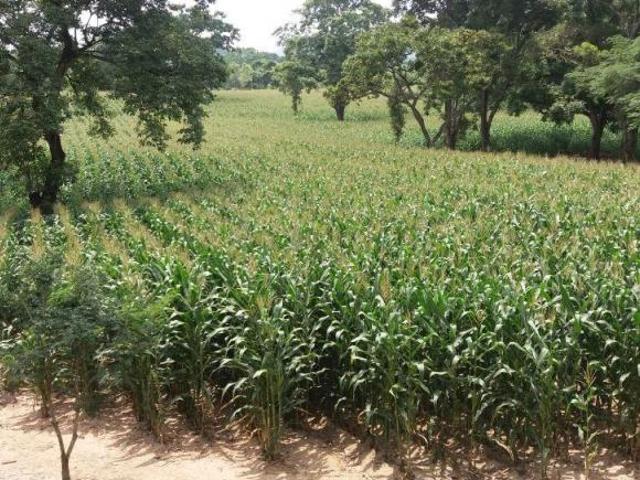 En Venta Rancho Agrícola y Ganadero de 62 htas en Villaflores, Chiapas