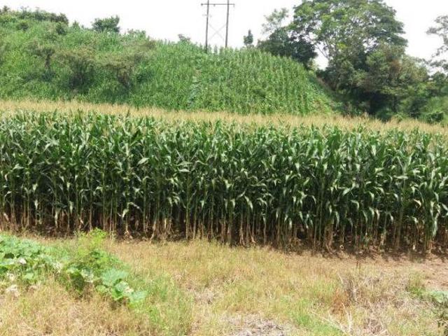 En Venta Rancho Agrícola y Ganadero de 62 htas en Villaflores, Chiapas