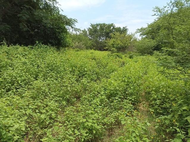 Rancho en venta en Arriaga, Chiapas