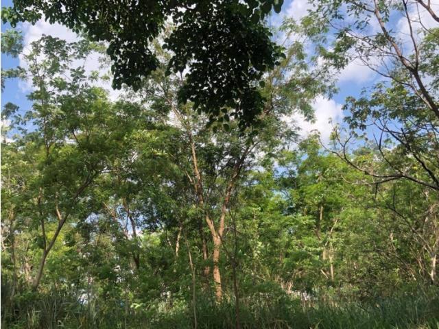 Terreno en venta en Valencia, Carabobo