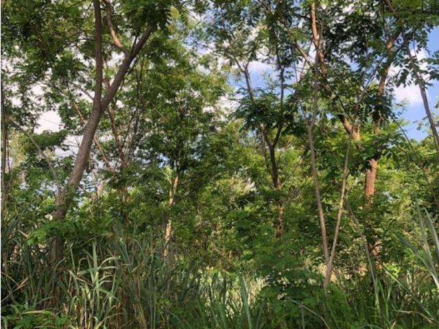 Terreno en venta en Valencia, Táchira