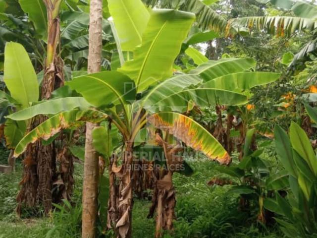 Terreno en venta en Flor Amarillo, Carabobo
