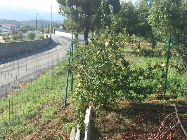 Terreno venda em Castelo Branco, Vales Do Rio