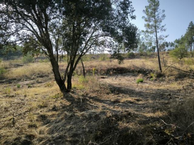 Terreno venda em Castelo Branco