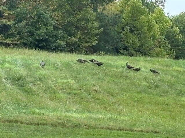 Land for sale in Farmville Land for sale in Farmville