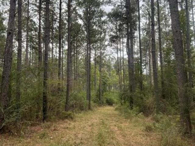 Land for sale in Jayess, Mississippi
