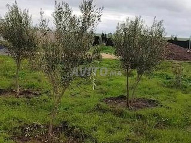 Propriété vente à Sidi El Aïdi, Gharb-Chrarda-Beni Hssen