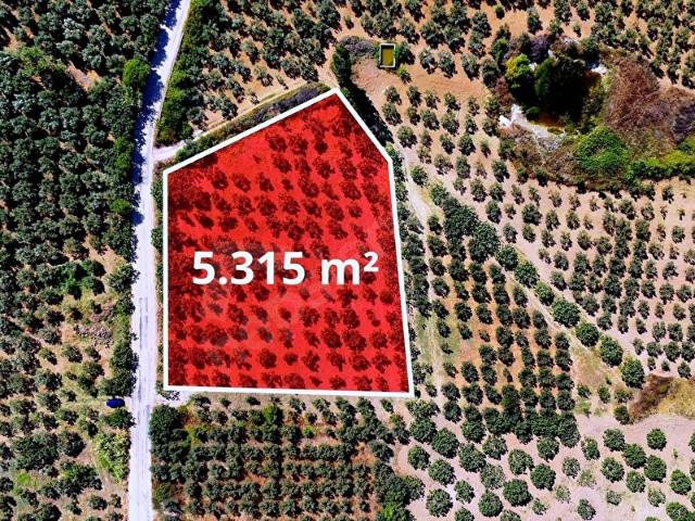 Mudanya, Bursa içerisinde satılık mülk