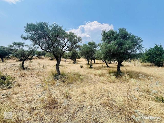 Torbali, İzmir içerisinde satılık mülk