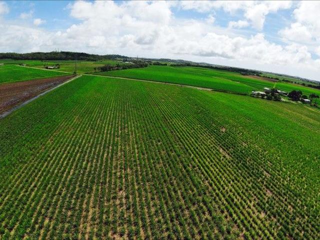 Acreage for sale in Farleigh, Queensland
