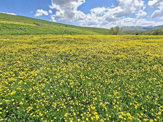 İspir, Erzurum içerisinde satılık Arsa
