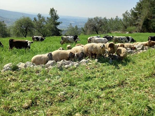 Tarsus, Mersin içerisinde satılık Arsa