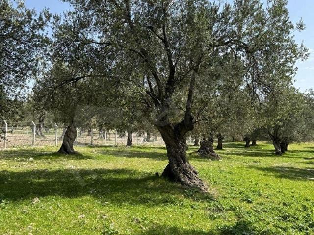 Ayvalik, Balikesir içerisinde satılık mülk