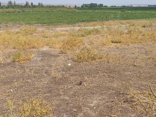 Akköprü, Beylikova içerisinde satılık Arsa