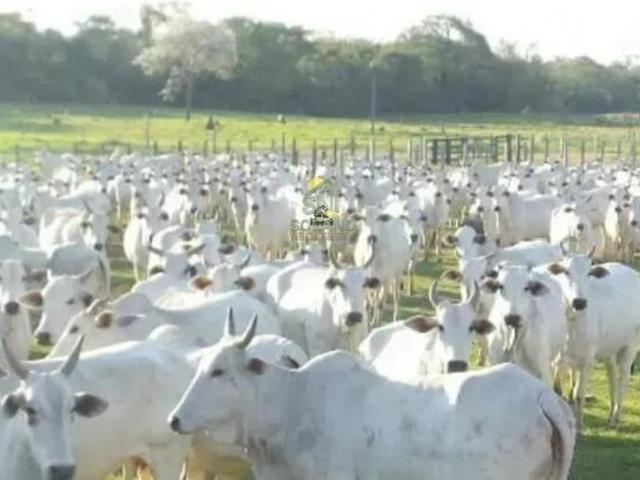 Sítio e chácara venda em Miranda