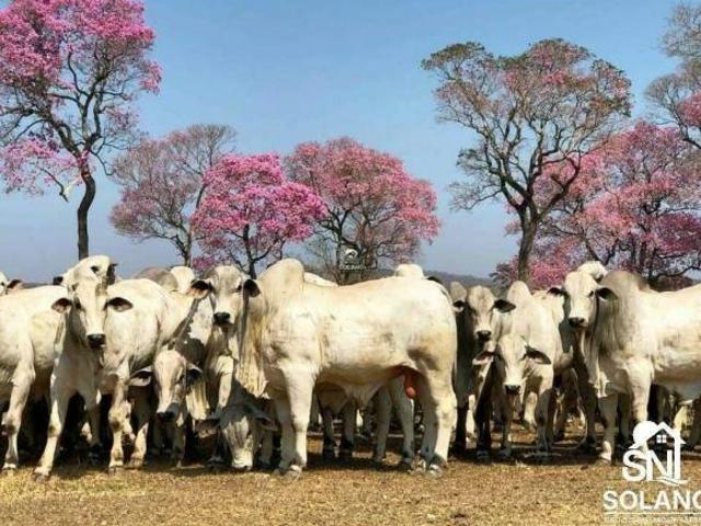 Sítio e chácara venda em Região Geográfica Imediata de Aquidauana - Anastácio, Miranda