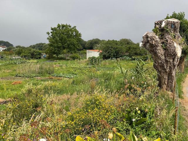 Terreno venda em Darque, Viana do Castelo