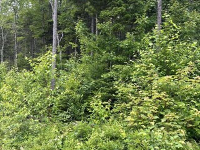 Land for sale in Steuben, Maine