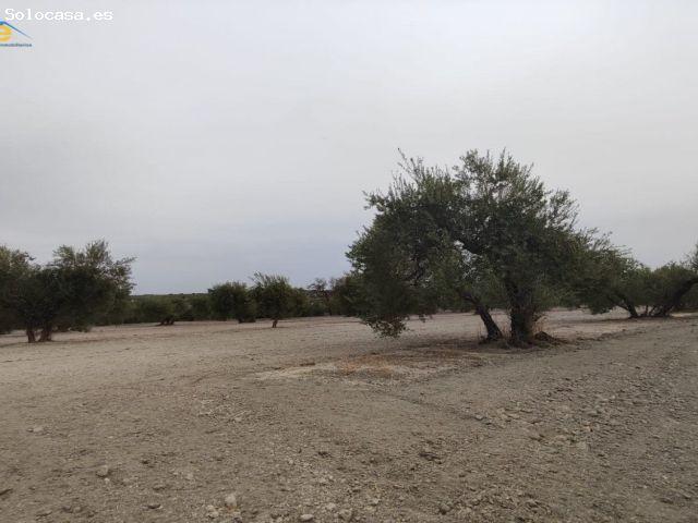 Local Comercial en venta en Arahal, Andalucía