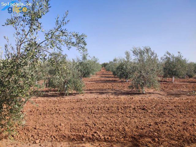 Local Comercial en venta en Arahal, Andalucía