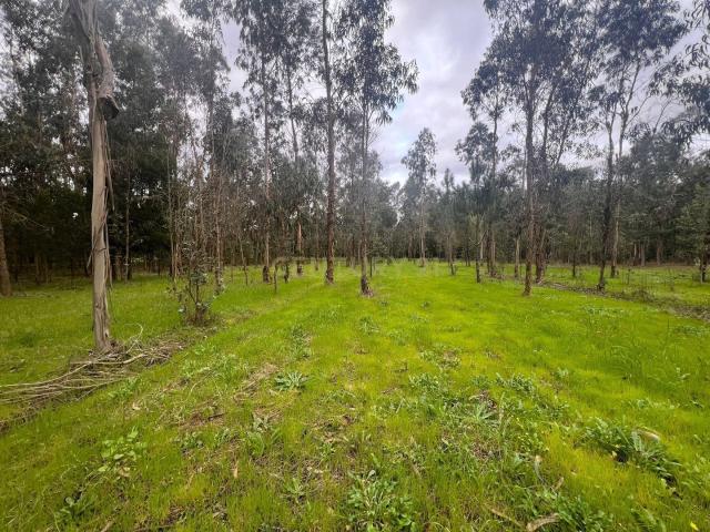 Terreno venda em Mira, Coimbra
