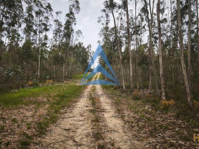 Terreno venda em Pombal, Leiria