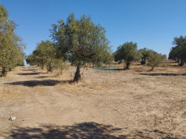 Terreno venda em Évora