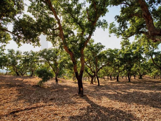 Vivenda venda em Grândola, Setúbal