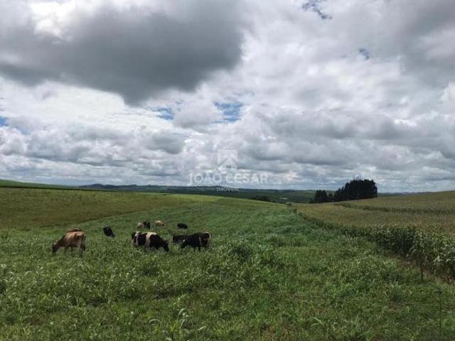 Sítio e chácara venda em Região Geográfica Imediata de Tapejara - Sananduva, Ibiaçá