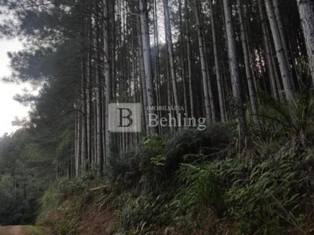 Sítio e chácara venda em Região Geográfica Imediata de Caxias do Sul, Gramado