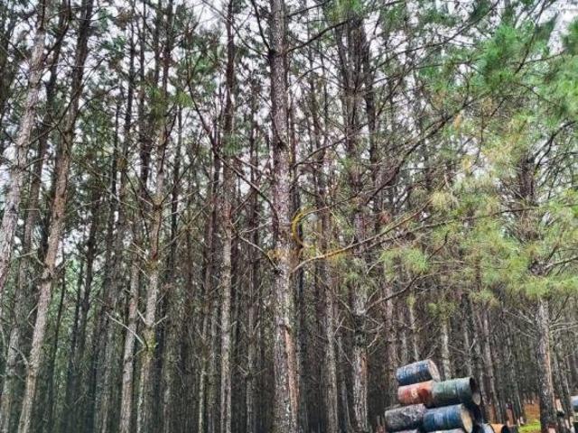 Sítio e chácara venda em Itapetininga, São Paulo
