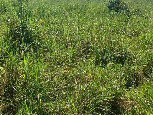 Sítio e chácara venda em Região Geográfica Imediata de Unaí, Uruana de Minas
