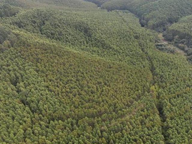 Sítio e chácara venda em Região Imediata de Itapeva, Itaporanga