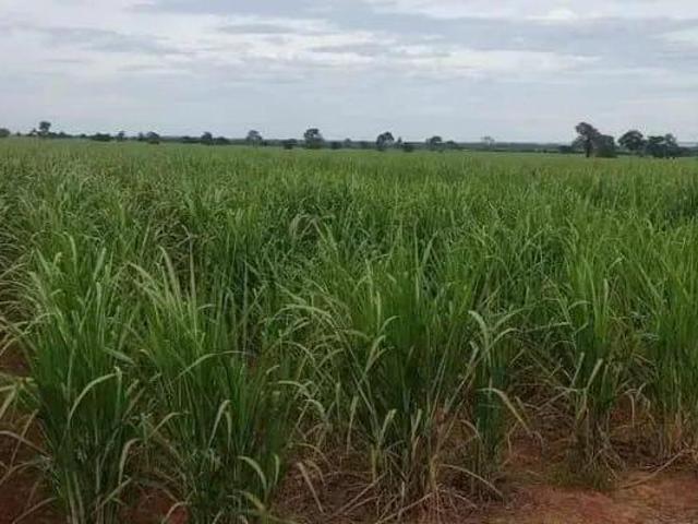 Sítio e chácara venda em Região Imediata de Dracena, Panorama