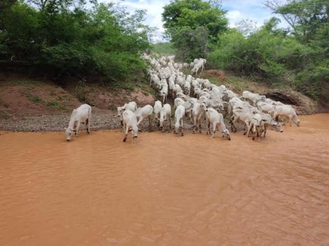 Sítio e chácara venda em Região Imediata de Fernandópolis, Fernandópolis