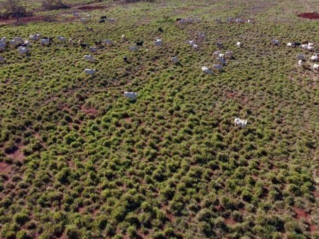 Sítio e chácara venda em Região Geográfica Imediata de Quirinópolis, Quirinópolis