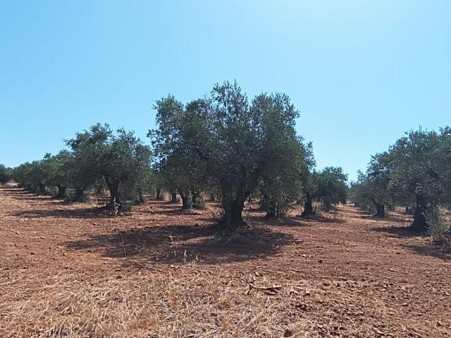 Terreno venda em Mourã, Beja