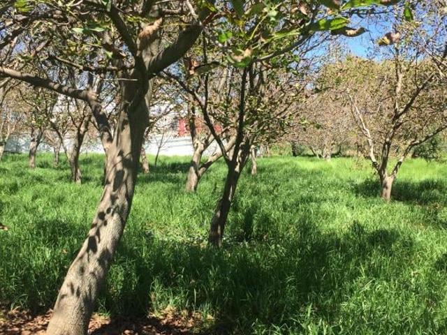 Excelente propiedad para un rancho hípico