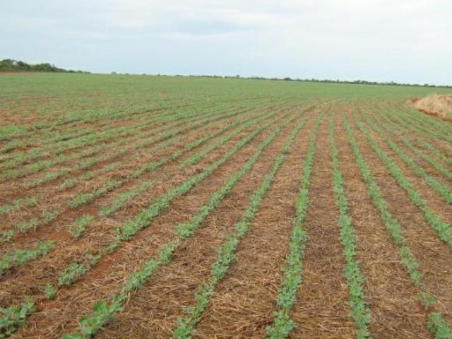 Sítio e chácara venda em Região Geográfica Imediata de Januária, Bonito de Minas