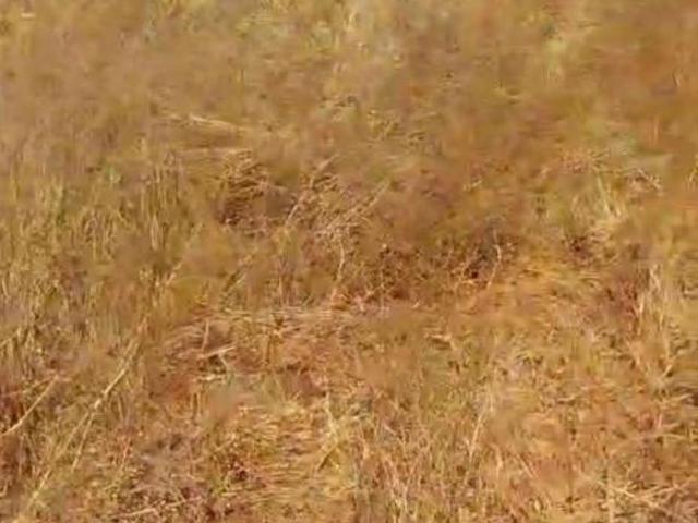 Sítio e chácara venda em Região Geográfica Imediata de Posse-Campos Belos, Iaciara