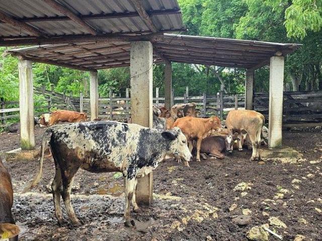 Rancho en venta en Sucilá, Yucatán