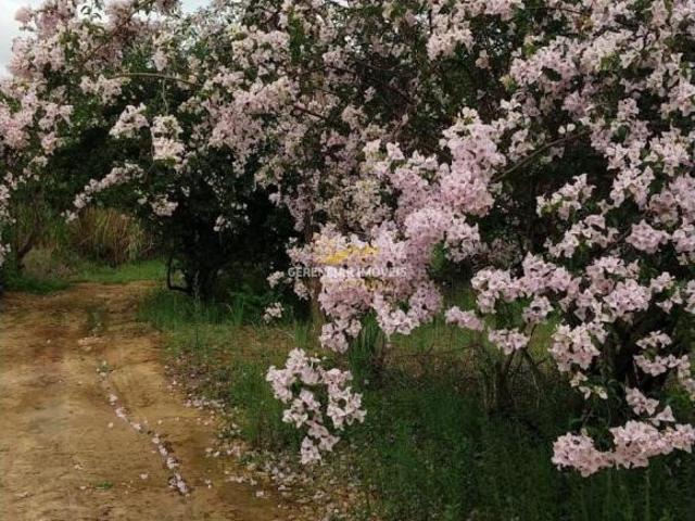 Sítio e chácara venda em Pio XII, Itatiaiuçu