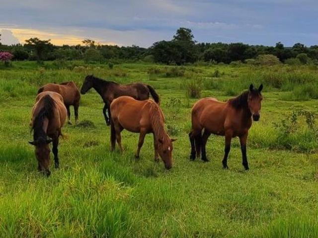 Sítio e chácara venda em Região Imediata de Sorocaba, Região Metropolitana de Sorocaba