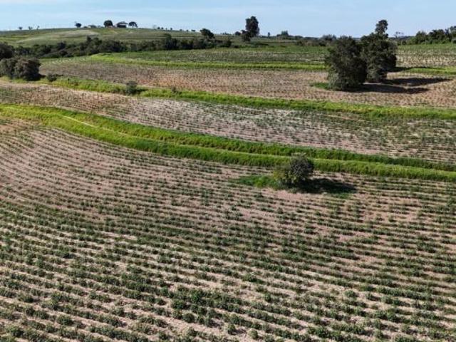 Sítio e chácara venda em Capela do Alto