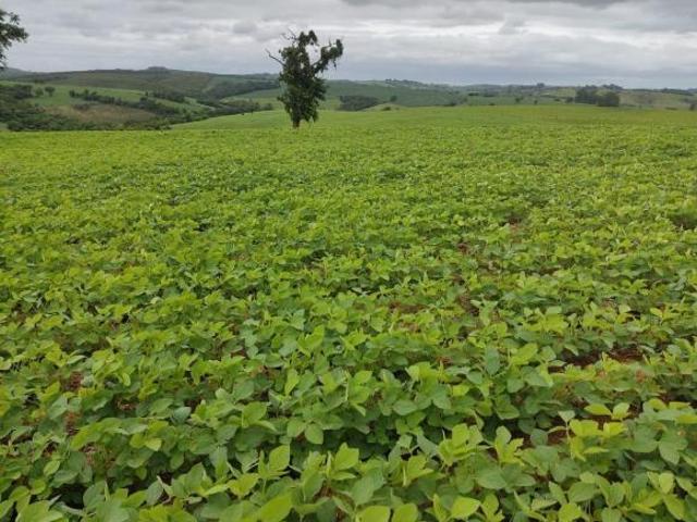 Sítio e chácara venda em República, Biritiba-Mirim
