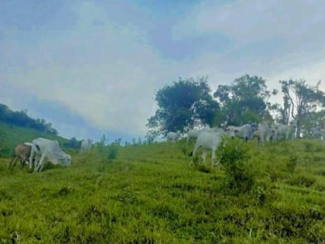 Sítio e chácara venda em Miracatu