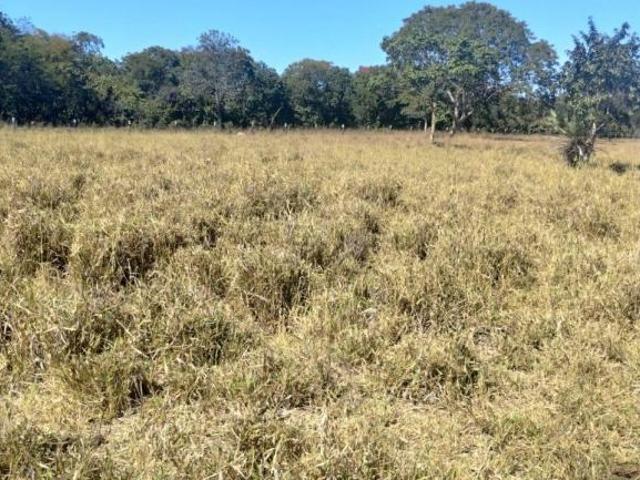 Sítio e chácara venda em Região Geográfica Imediata de Unaí, Arinos