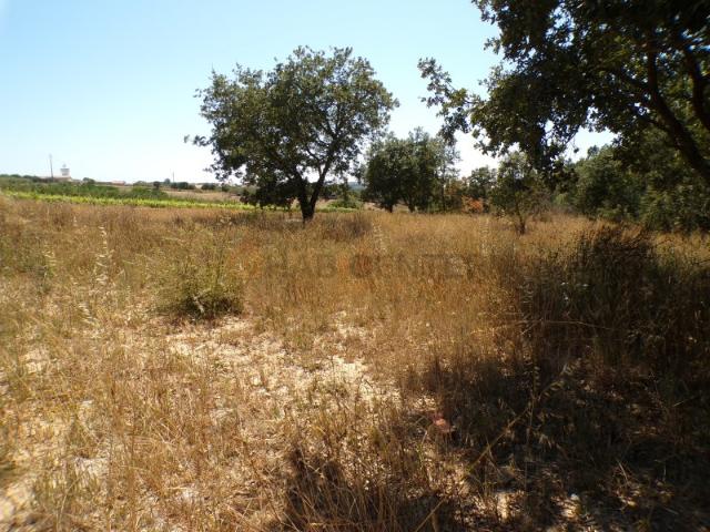 Terreno venda em Alcobaça, Leiria