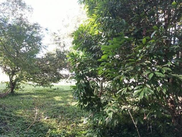 Terreno venda em Região Geográfica Imediata de Paranaguá, Morretes